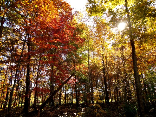 True Love is Friendship Set on Fire