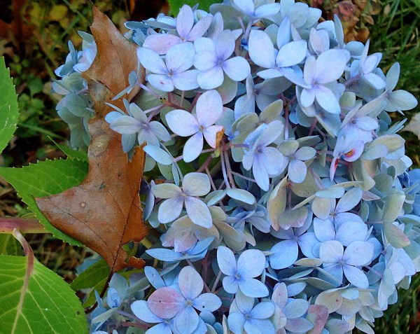 Autumn Hydrangea