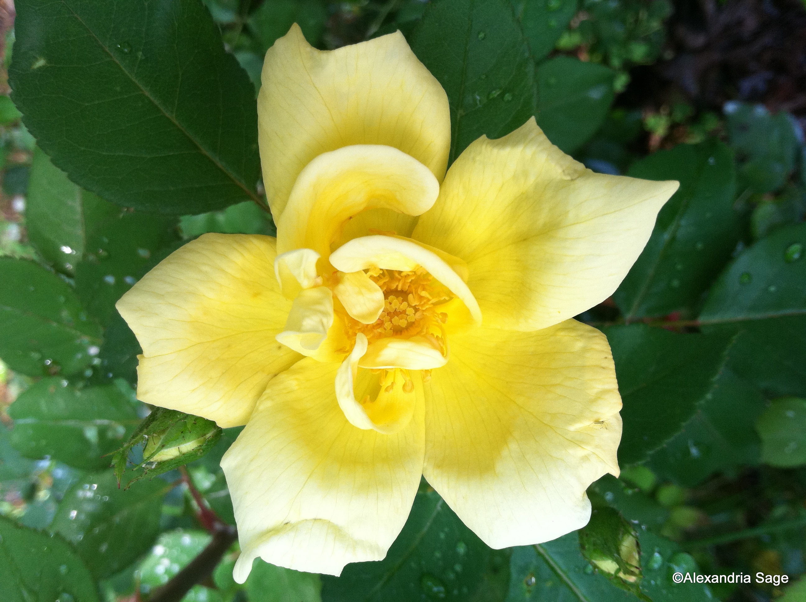 Yellow Rose