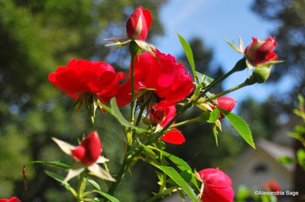 DSC_0461 f/4.2 cropped