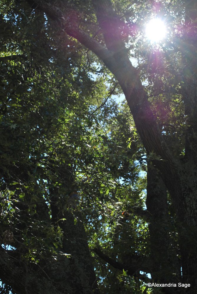 Family Tree 1-DSC_0096