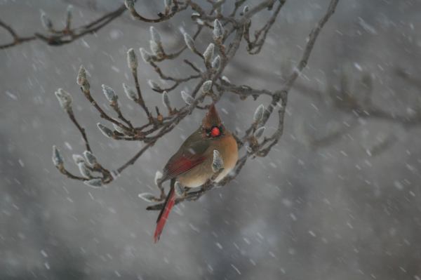 Cardinal Weathers the Storm