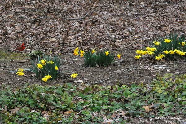 Flicker of Red. Will you stay?