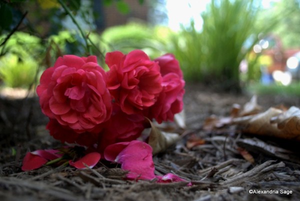 Walk Away 1-DSC_0150