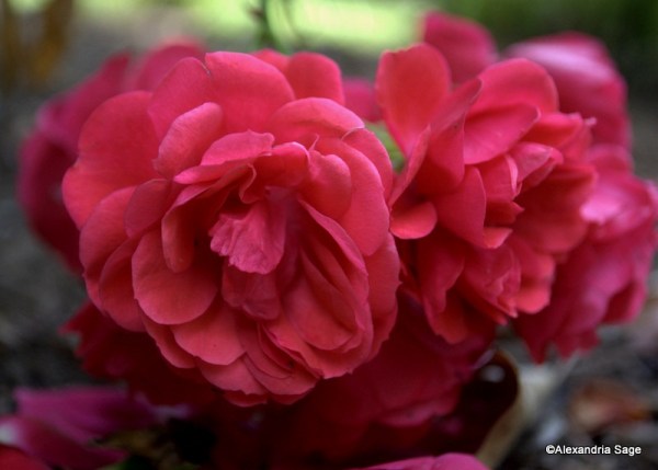 Look Me in the Eye1-DSC_0151