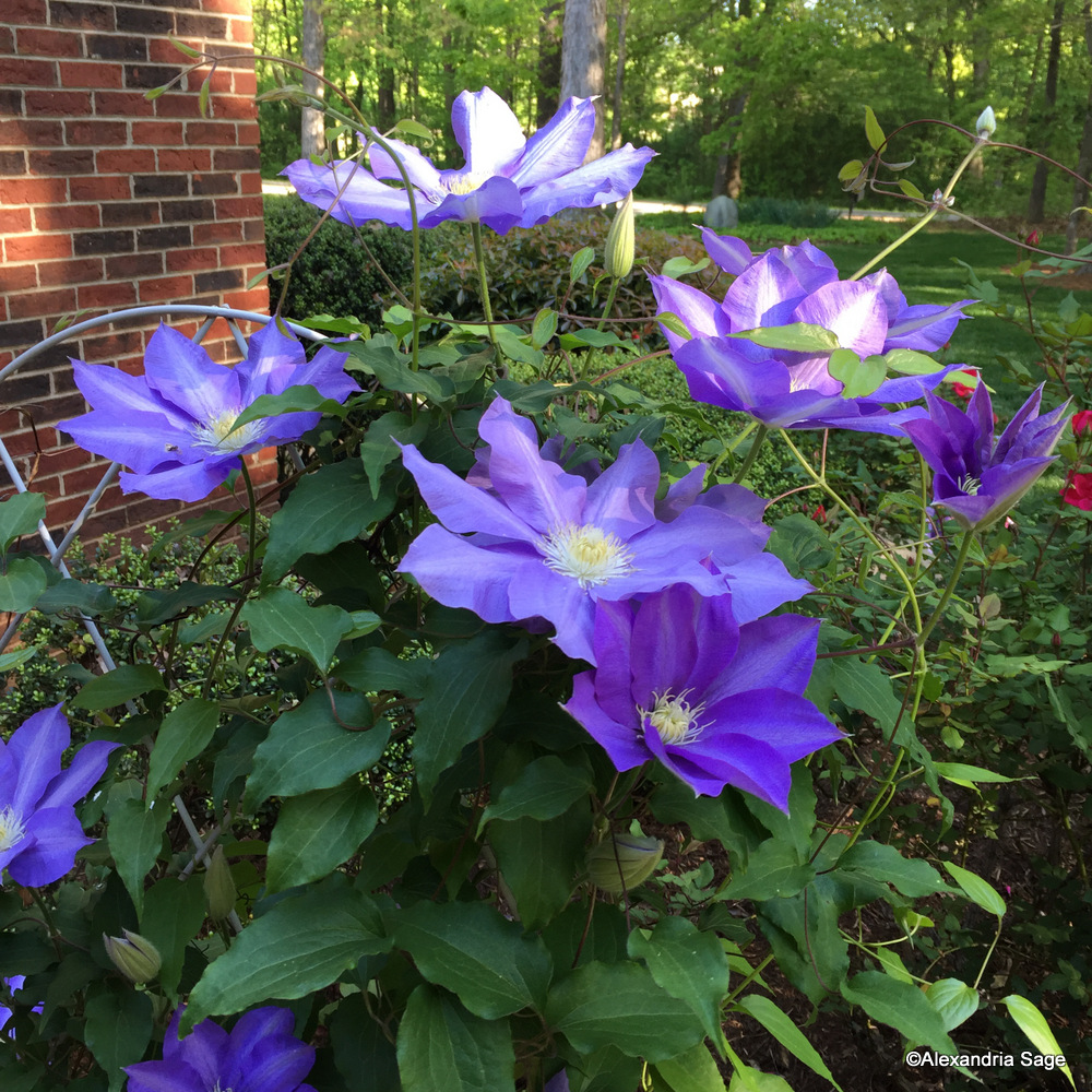 Wild Child 1-IMG_5783